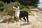 BOULEDOGUE AMERICAIN 403